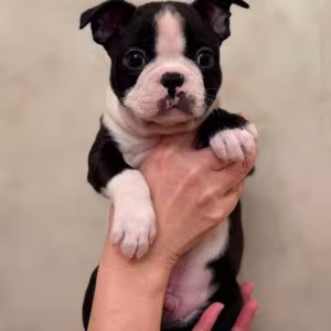 Boston Terrier Puppy for Sale in California