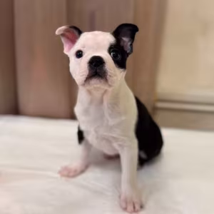 Boston Terrier Puppy for Sale in California