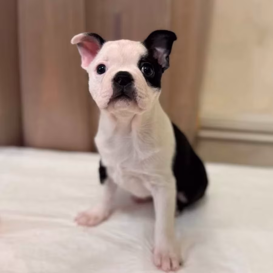 Boston Terrier Puppy for Sale in California