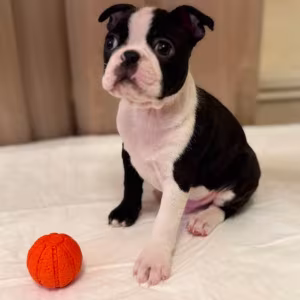 Boston Terrier Puppy for Sale in California