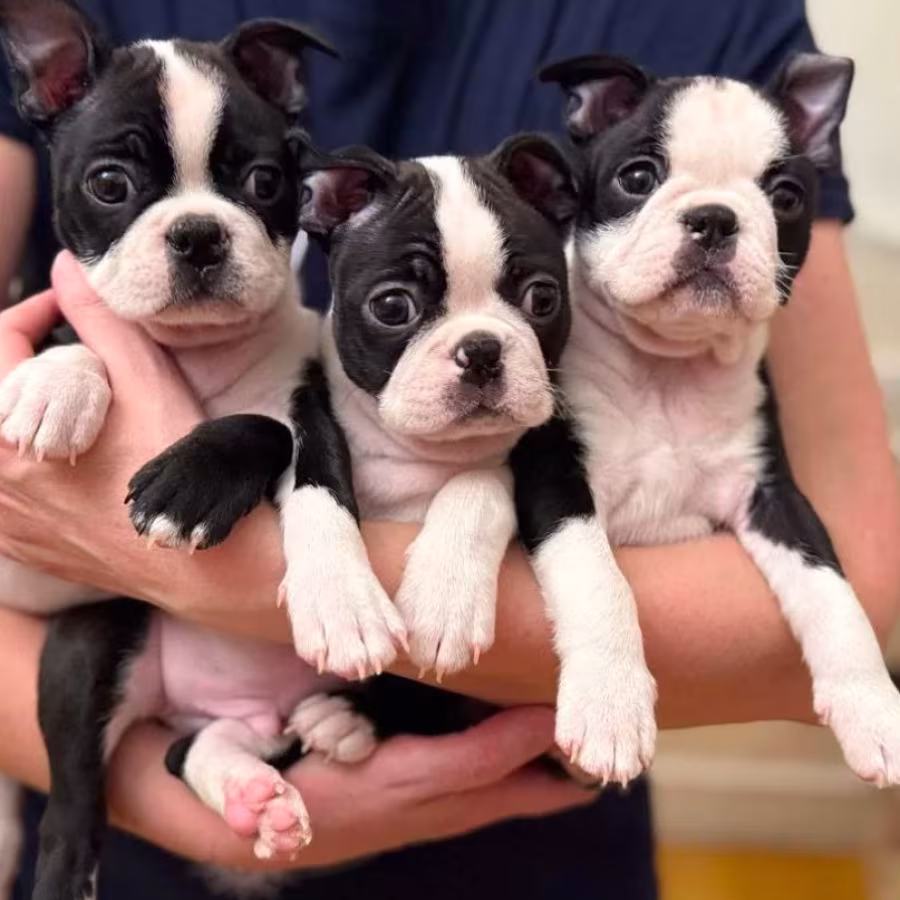Boston Terrier Puppy for Sale in California