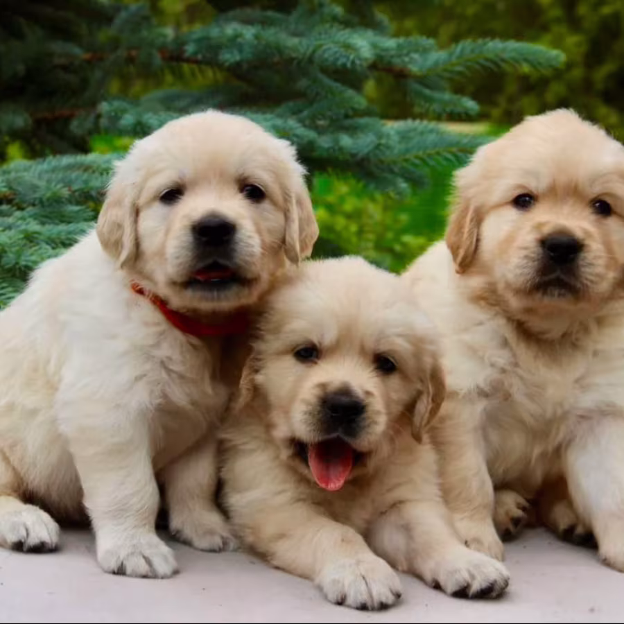 Golden Retriever Puppies for Sale in Sidney, MT