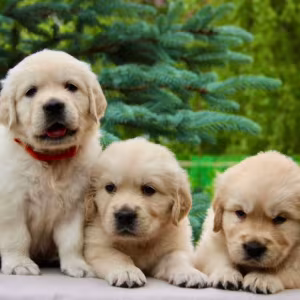 Golden Retriever Puppies for Sale in Sidney, MT