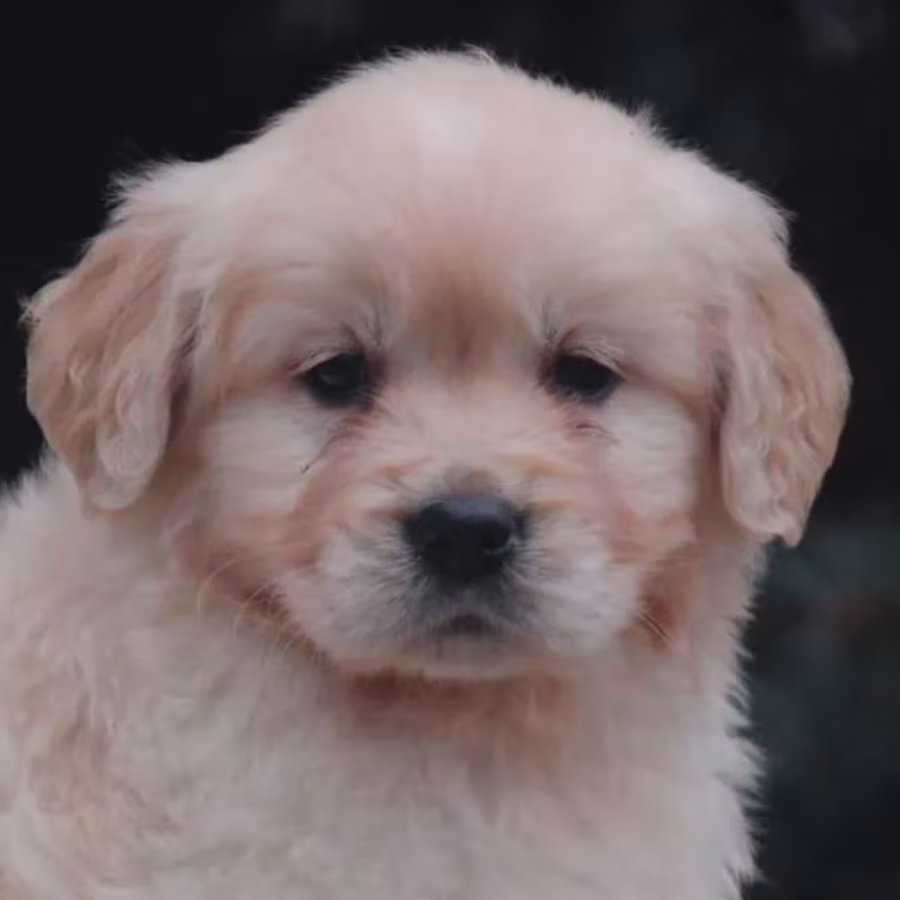 Female Golden Retriever Puppies for Sale in Dayton, OH