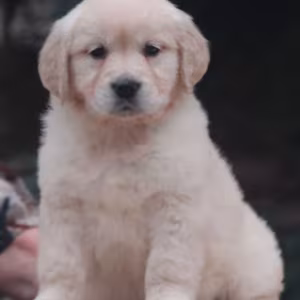 Female Golden Retriever Puppies for Sale in Dayton, OH
