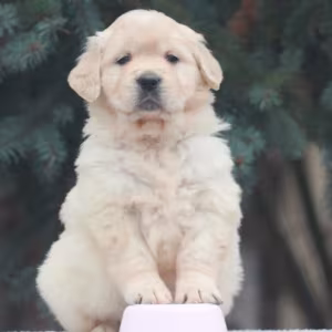 Female Golden Retriever Puppies for Sale in Dayton, OH
