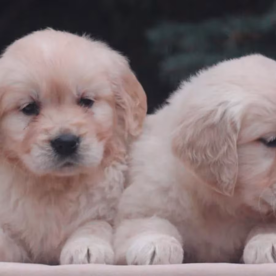 Female Golden Retriever Puppies for Sale in Dayton, OH