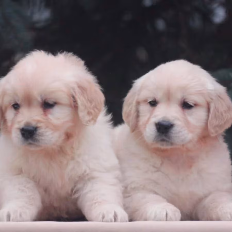 Female Golden Retriever Puppies for Sale in Dayton, OH