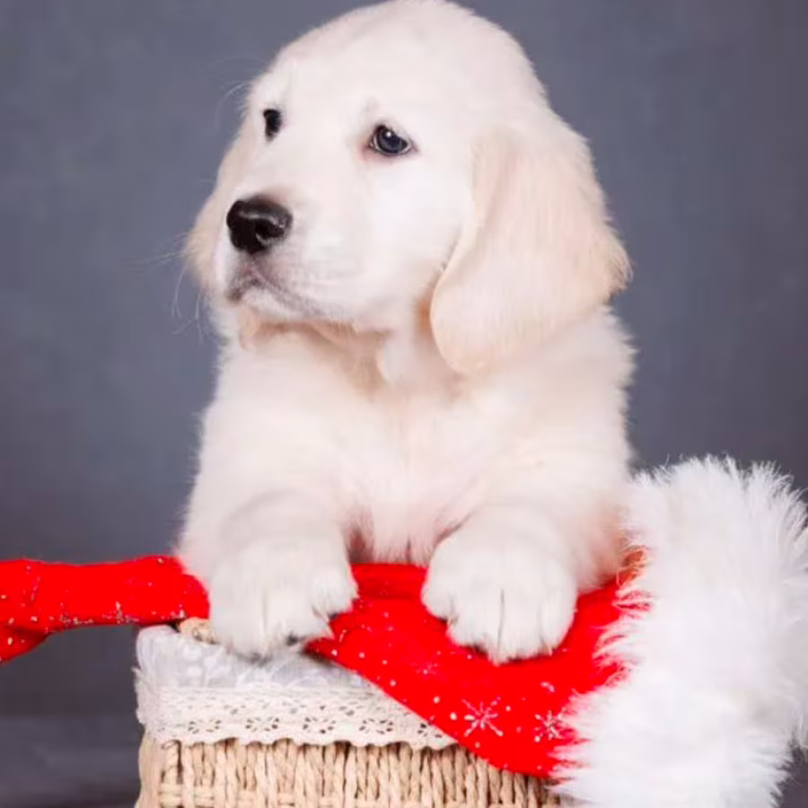 Male Golden Retriever Puppy for Sale