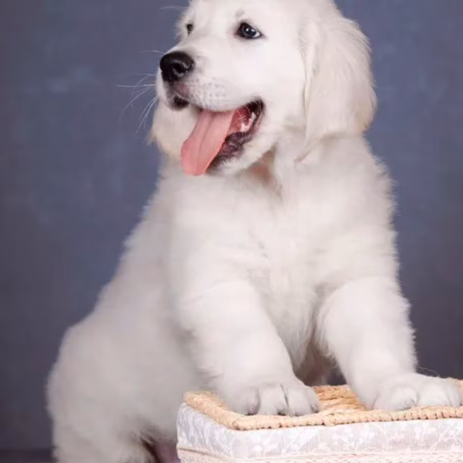 Male Golden Retriever Puppy for Sale