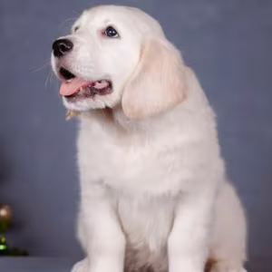 Male Golden Retriever Puppy for Sale