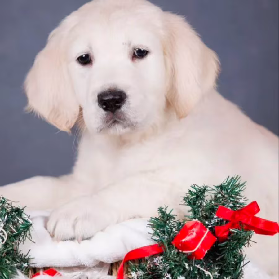 Male Golden Retriever Puppy for Sale