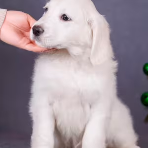 Male Golden Retriever Puppy for Sale