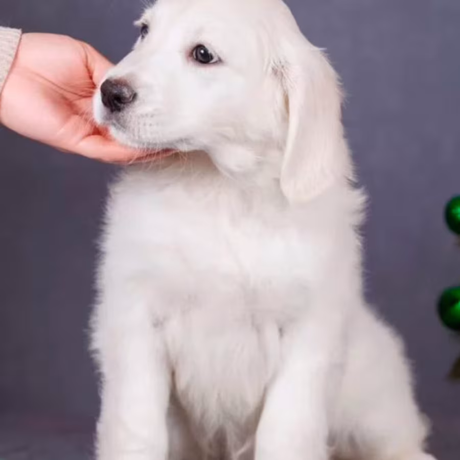 Male Golden Retriever Puppy for Sale