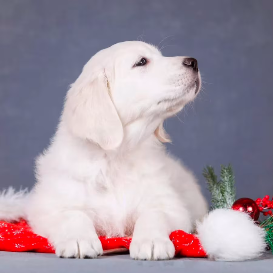 Male Golden Retriever Puppy for Sale