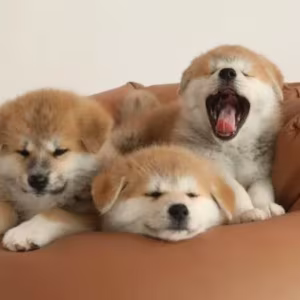 Akita Puppies for Sale in Houston, TX
