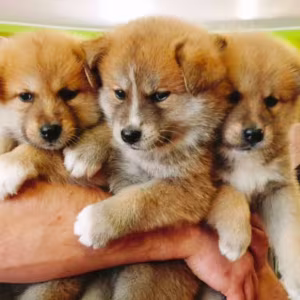 Akita Puppies for Sale in Houston, TX