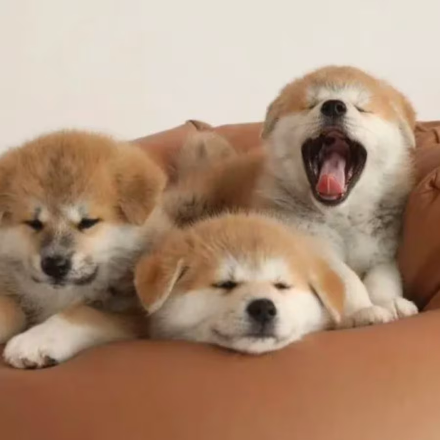 Akita Puppies for Sale in Houston, TX