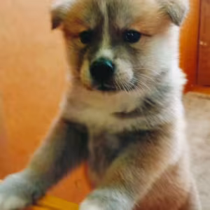 Akita Puppies for Sale in Houston, TX