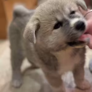Akita Puppies for Sale in Washington, NY