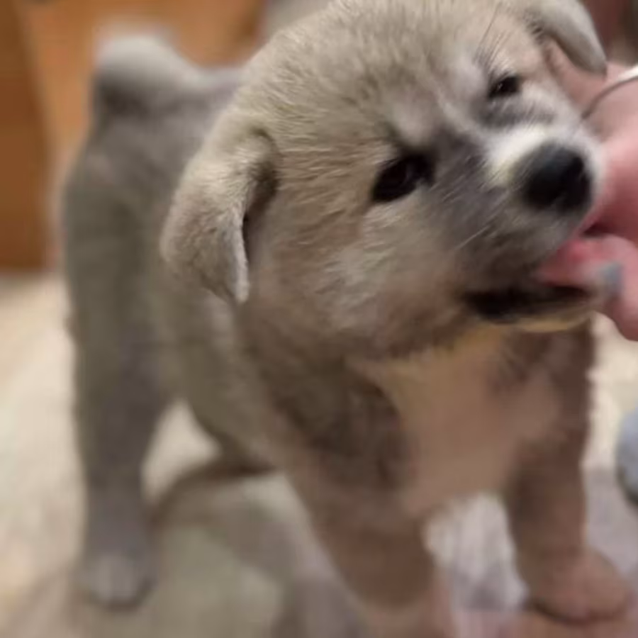 Akita Puppies for Sale in Washington, NY