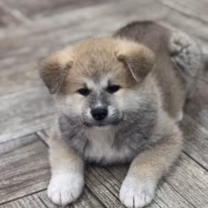 Akita Puppies for Sale in Washington, NY