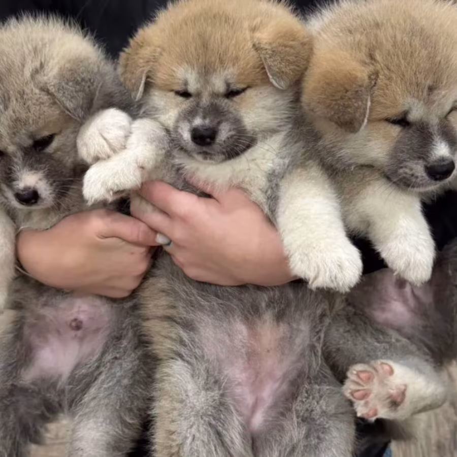 Akita Puppies for Sale in Washington, NY