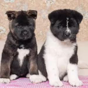 Akita Puppies for Sale in Los Angeles, CA