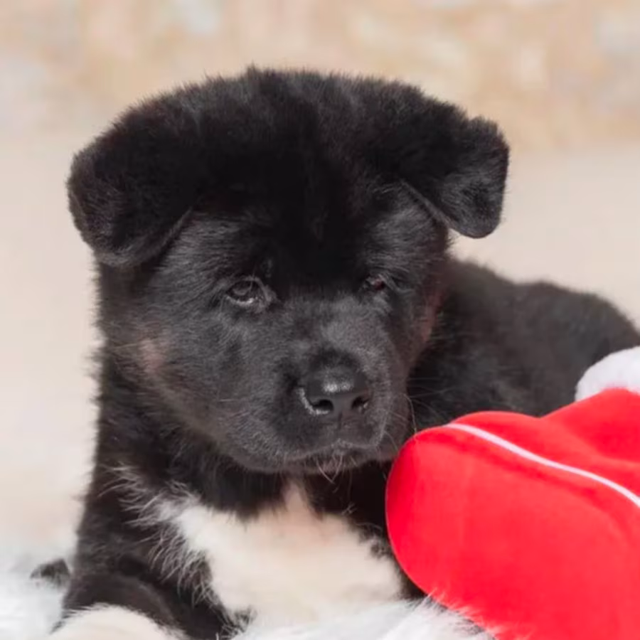 Akita Puppies for Sale in Los Angeles, CA