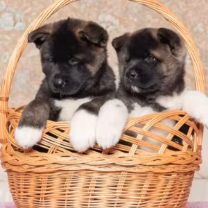 Akita Puppies for Sale in Los Angeles, CA