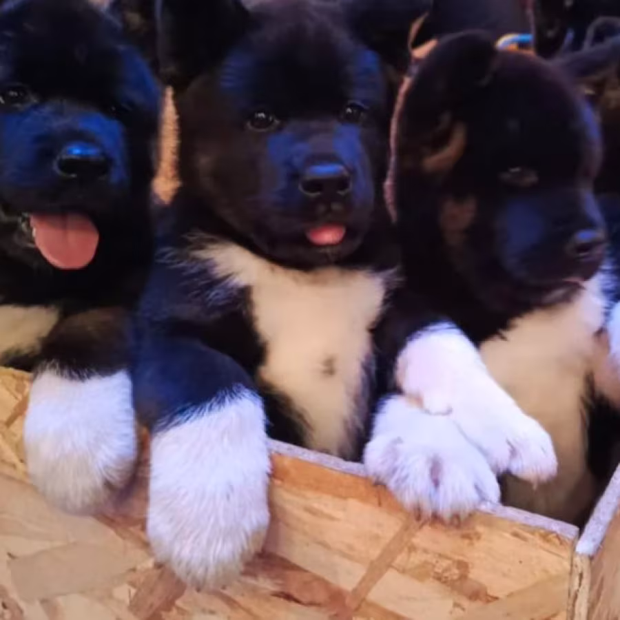 Akita Puppies for Sale in Los Angeles, CA