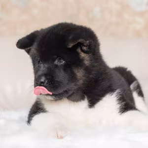 Akita Puppies for Sale in Los Angeles, CA