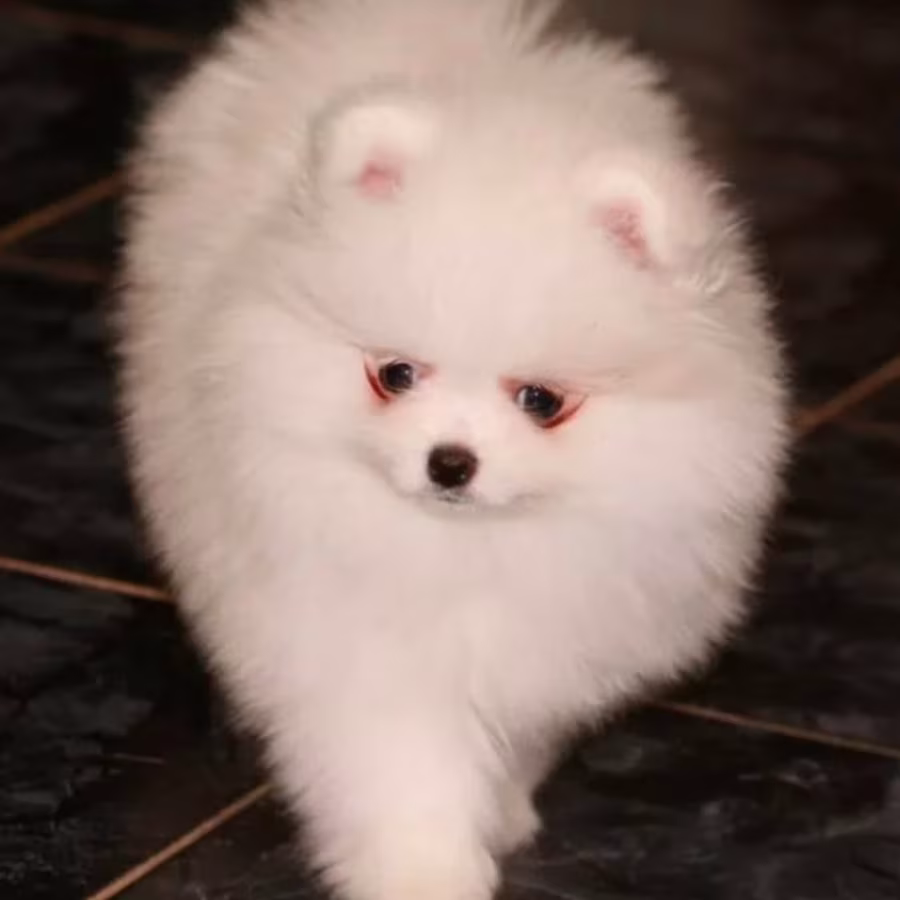 Pomeranian Puppies for Sale in Richfield, MN