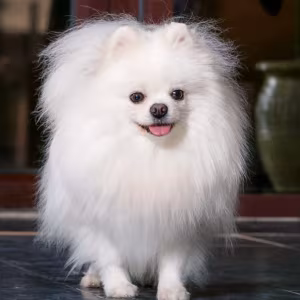 Pomeranian Puppies for Sale in Richfield, MN