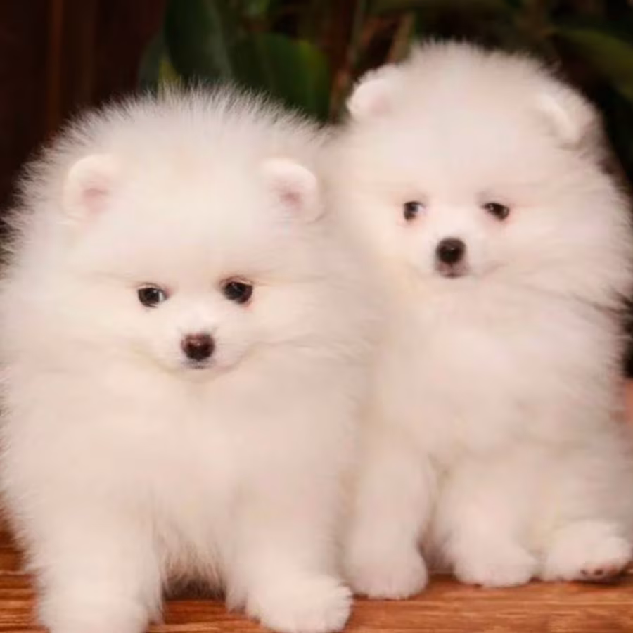 Pomeranian Puppies for Sale in Richfield, MN