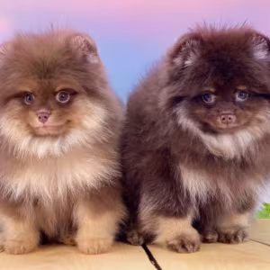 Pomeranian Puppies for Sale in Jacksonville, FL