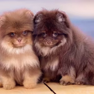 Pomeranian Puppies for Sale in Jacksonville, FL
