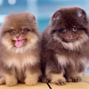 Pomeranian Puppies for Sale in Jacksonville, FL