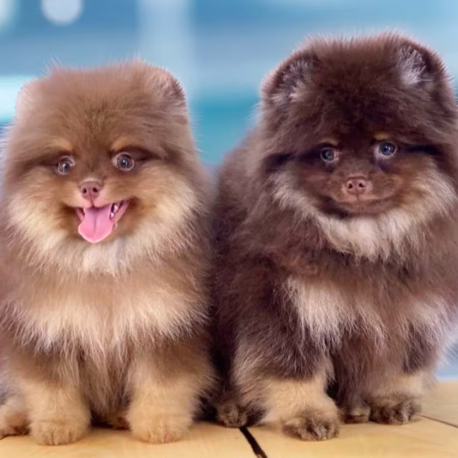 Pomeranian Puppies for Sale in Jacksonville, FL