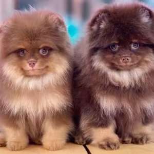 Pomeranian Puppies for Sale in Jacksonville, FL
