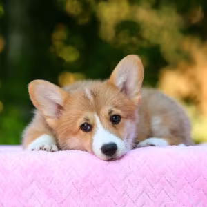 Adorable Welsh Corgi Pembroke Puppies for Sale!