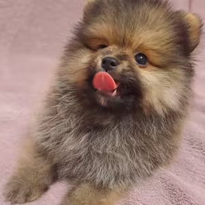 Pomeranian Puppy, Male, 3 Months Old Looking for a Home in Queens, NY