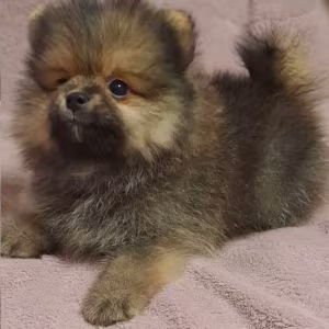 Pomeranian Puppy, Male, 3 Months Old Looking for a Home in Queens, NY