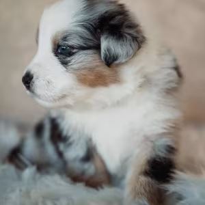 Australian Shepherd Puppies from a Private Breeder in Phoenix, AZ
