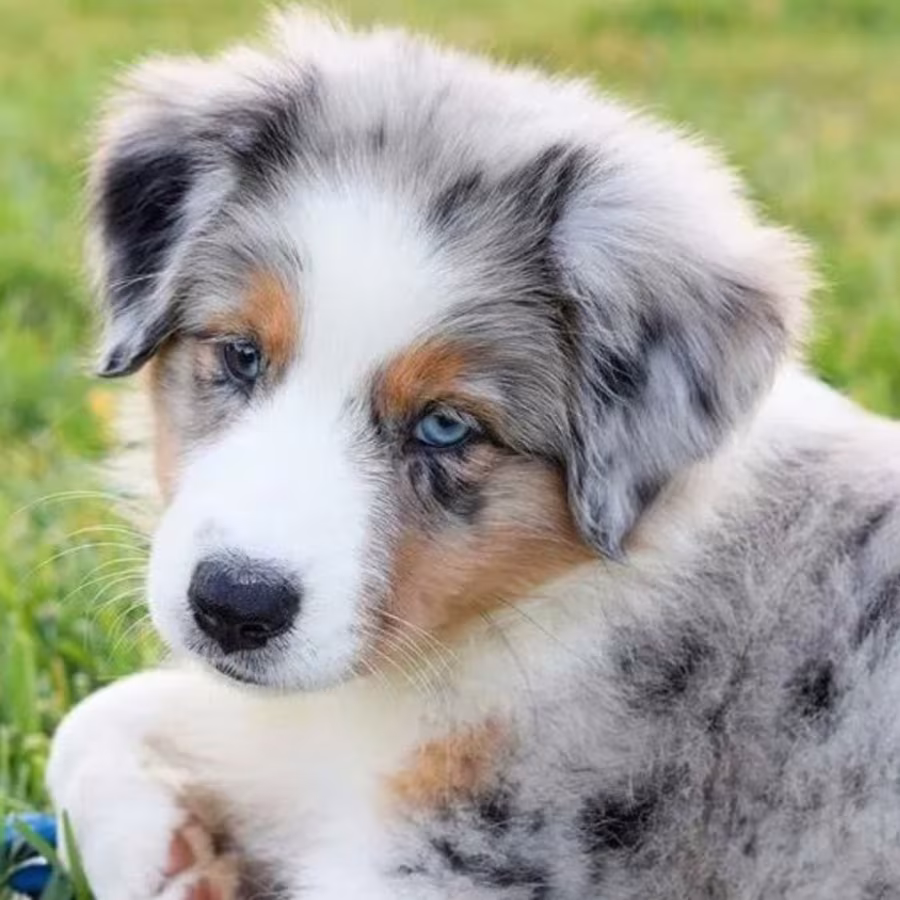 Australian Shepherd Puppies from a Private Breeder in Phoenix, AZ