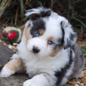Australian Shepherd Puppies from a Private Breeder in Phoenix, AZ