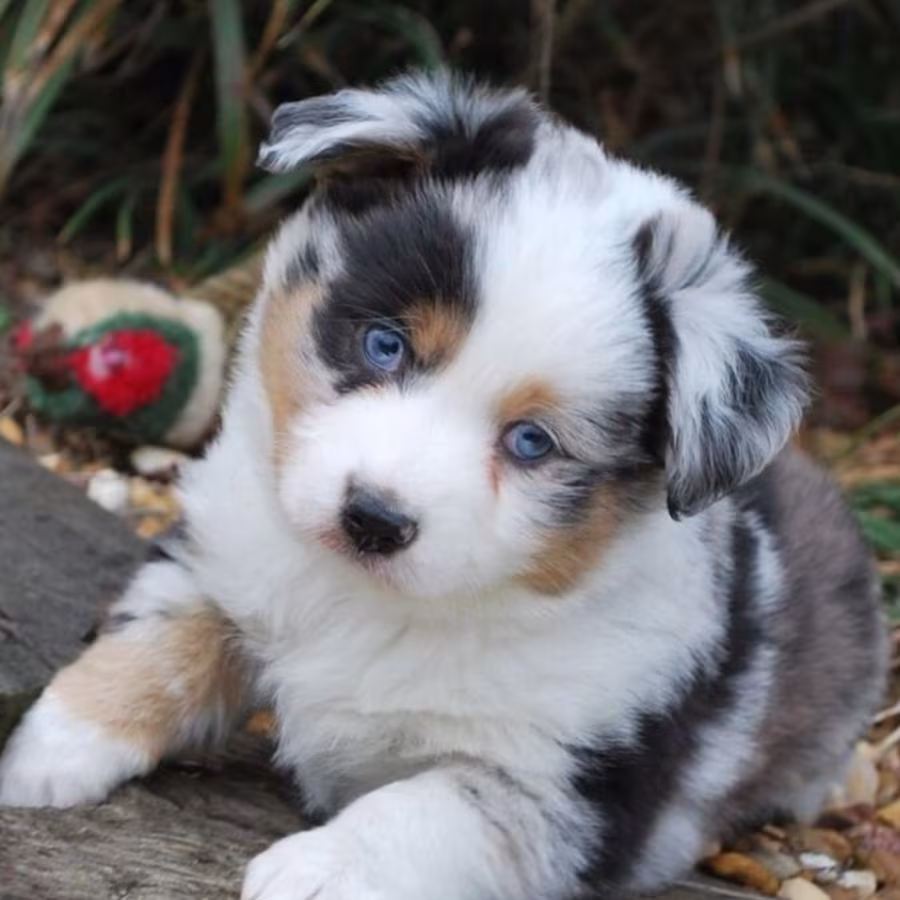 Australian Shepherd Puppies from a Private Breeder in Phoenix, AZ