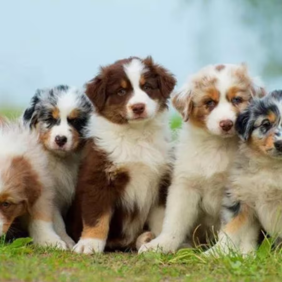Australian Shepherd Puppies from a Private Breeder in Phoenix, AZ