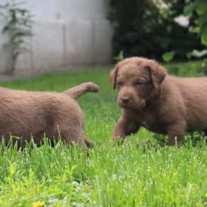 Charming Chesapeake Bay Retriever Puppies for Sale!