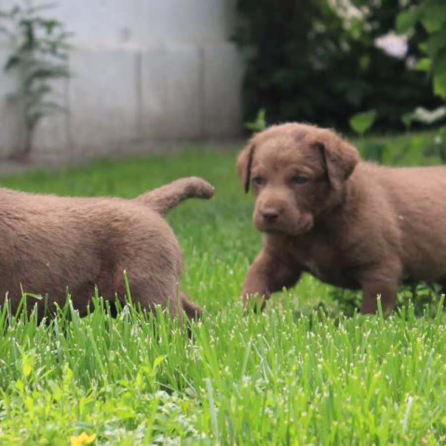 Charming Chesapeake Bay Retriever Puppies for Sale!